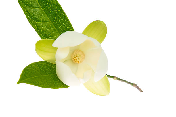 istock Magnolia flower on isolated background. 596063530