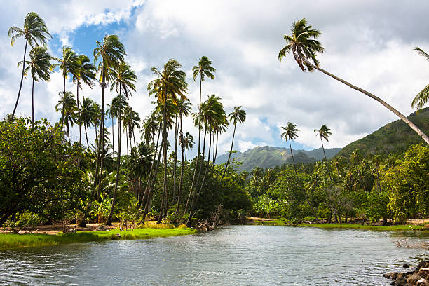 istock Tropical River in Polynesian Island 596064052