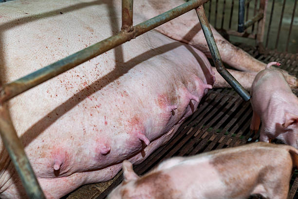 istock Mother pig with piglets were waiting 596064702