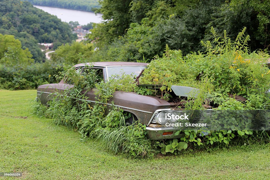 Scrap yard car Old rusted car in overgrown weeds Overgrown Stock Photo