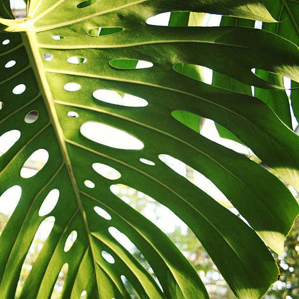 a luz do sol cai através da folha de palmeira. foto tonificada. - palmleaf - fotografias e filmes do acervo