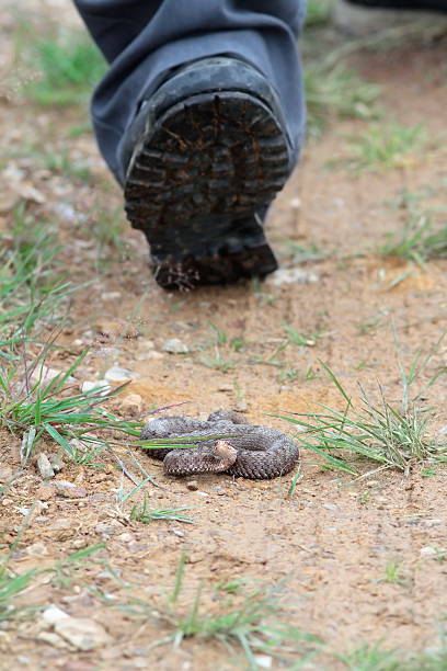 istock tourist stepping on venomous european snake 596069502