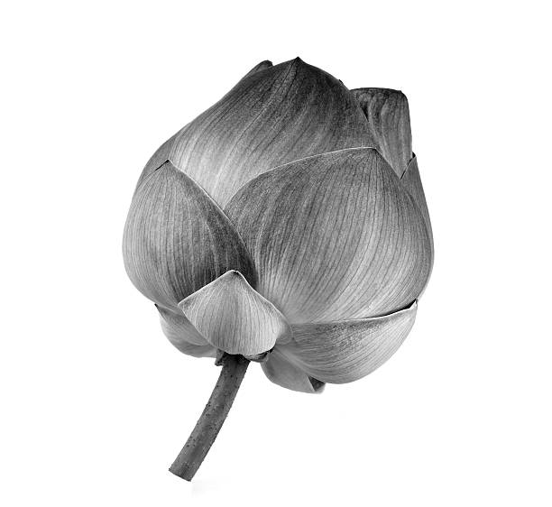 istock lotus flower black and white 596070000