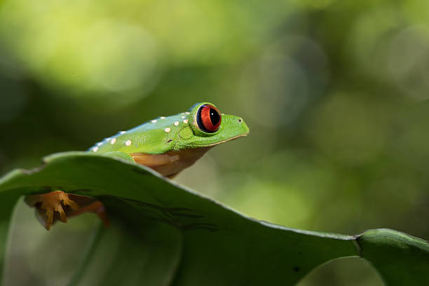 red Eye Frog 29 stock photo