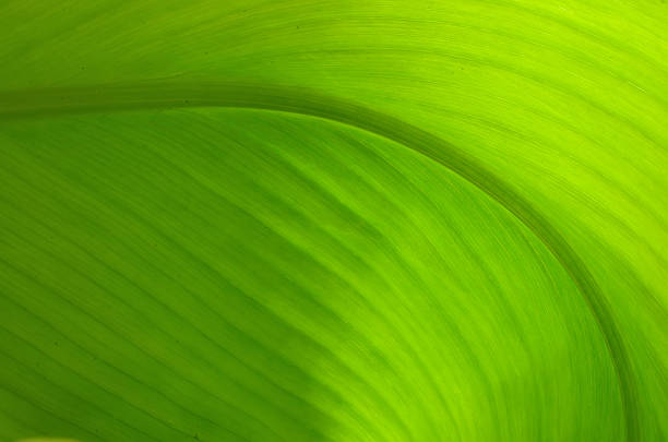 istock Texture of a green leaf as background 596070224