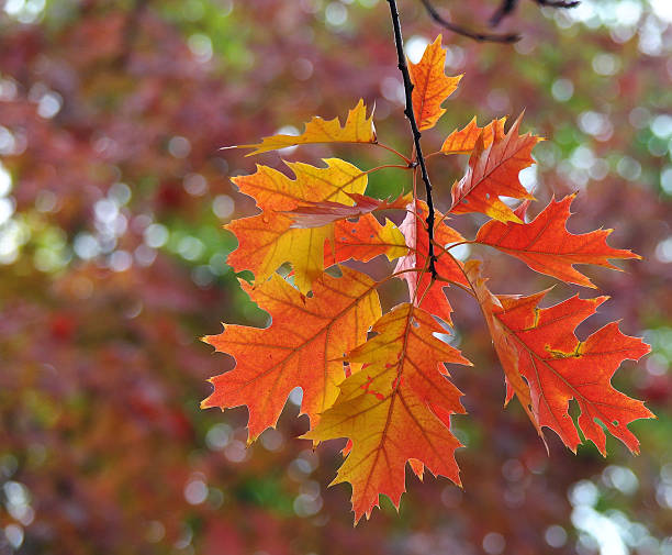 istock Autumn red leaves on colorful background 596070418