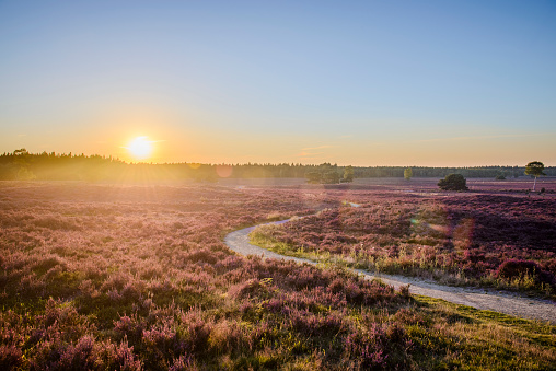 Sunset after a warm summer's day over blossoming Heather plants (Calluna vulgaris) in the Veluwe nature reserve in Gelderland, The Netherlands. The winding path is leading towards the direct sunlight that causes lens flares.