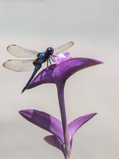 Purple heart and Common skimmer