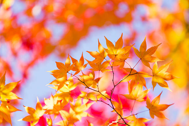 istock Vibrant Autumn Colors with Sunlight 596071494