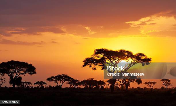 Tramonto Africano - Fotografie stock e altre immagini di Africa - Africa, Savana, Tramonto