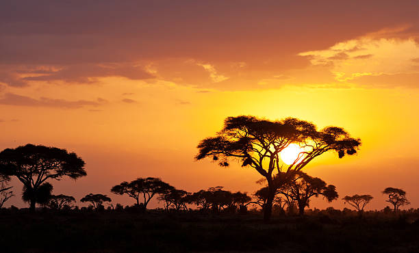 African sunset Typical african sunset with acacia trees in Masai Mara, Kenya national wildlife reserve stock pictures, royalty-free photos & images