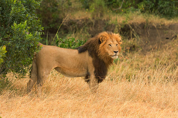 istock Male lion in Masai Mara 596072380