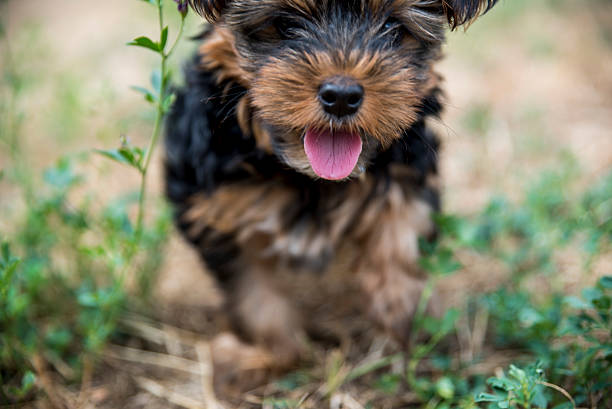 istock Puppy sticking its tongue out 596073060