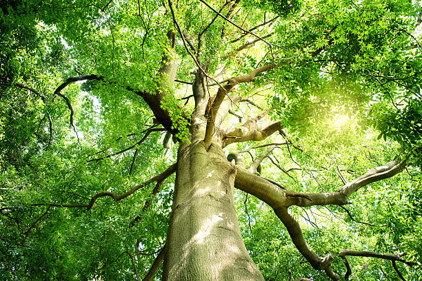 istock The trees of fresh green in the forest 596074320