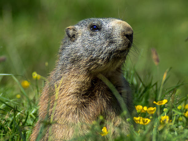 istock Curious marmot looking out on the Alps - 1 596076290