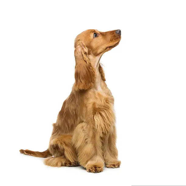 Portrait of beautiful young brown cocker spaniel dog sitting and looking up over white background. Studio shot. Copy space. Square composition.