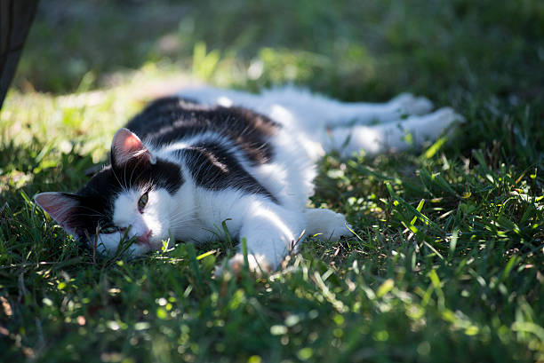 cat in the Tashiro island