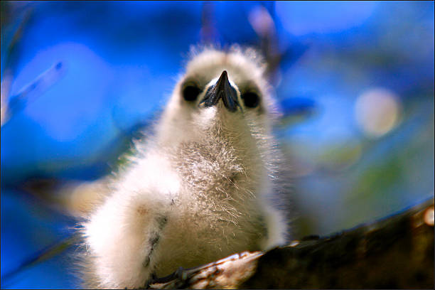 istock Bird of Rangiroa atoll 596078670
