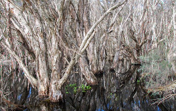 Papery Trees Unique paperbark, melaleuca, trees in the peaceful wetland waters at Herdsman Lake reserve in Churchlands, Western Australia. papery stock pictures, royalty-free photos & images