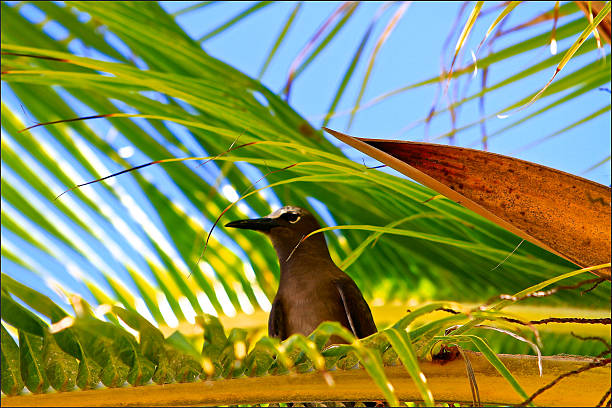 Bird of Rangiroa atoll, Tuamotu islands, French Polynesia.