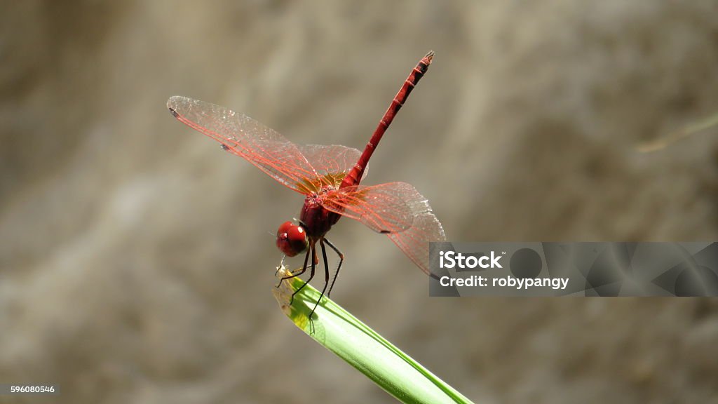 red dragonfly at ein gedi Animal Stock Photo