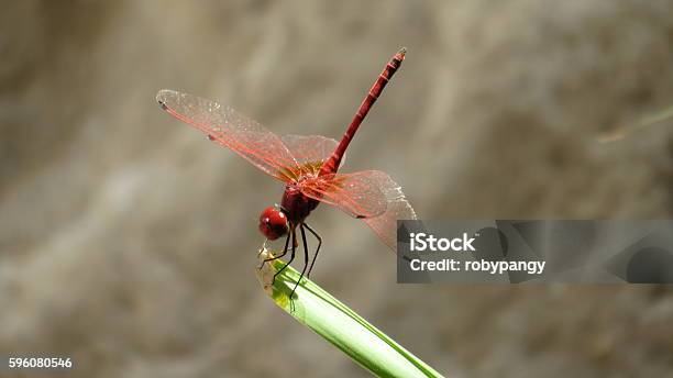 Red Dragonfly At Ein Gedi Stock Photo - Download Image Now - Animal, Animal Wildlife, Beauty