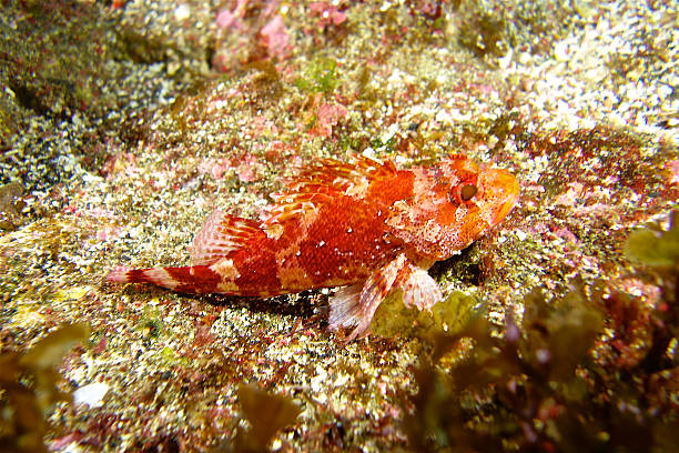 Red scorpionfish (Scorpaena Notata) Red scorpionfish (Scorpaena Notata) Pico Island, Azores Archipelago. red scorpionfish photos stock pictures, royalty-free photos & images