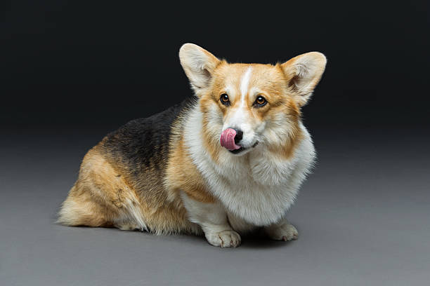 istock Beautiful welsh corgi dog 596081410