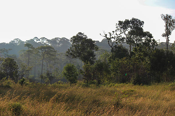 istock Meadows and Merkus pines at Thung Non Son 596082202