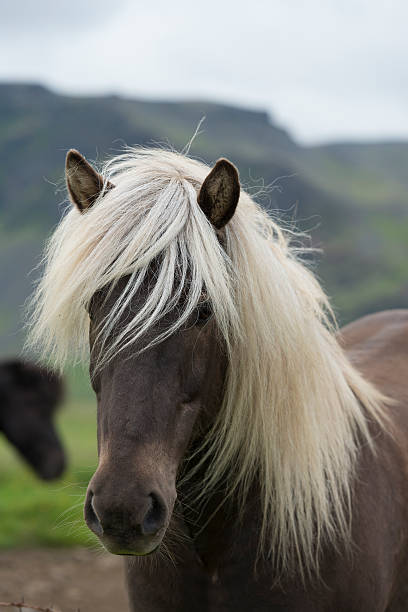 Icelandic horse looking at camera