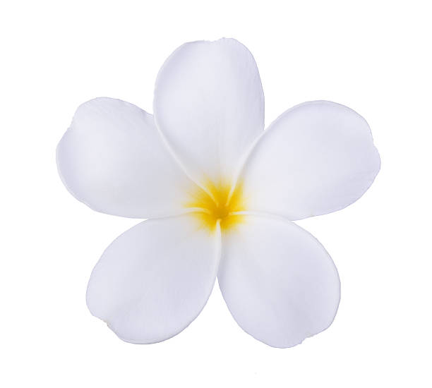 istock white frangipani flower isolated white 596084244