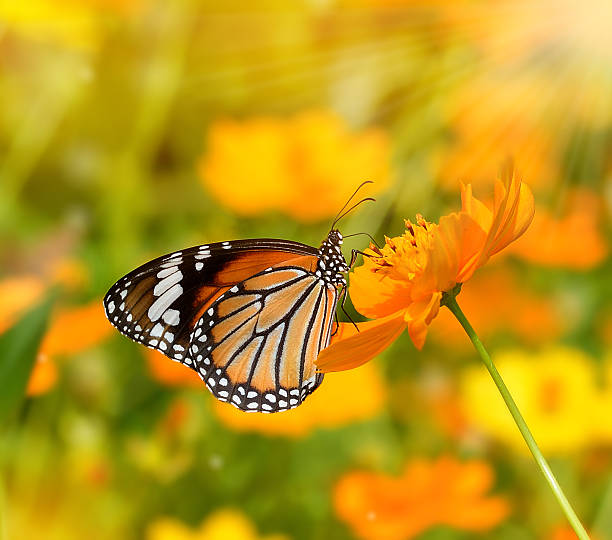 istock Butterflies and Flowers 596084818