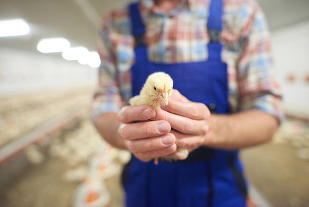 istock Close up of young chicken 596084972