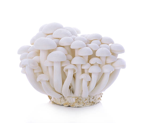 istock White beech mushrooms, Shimeji mushroom, Edible mushroom isolate 596085558