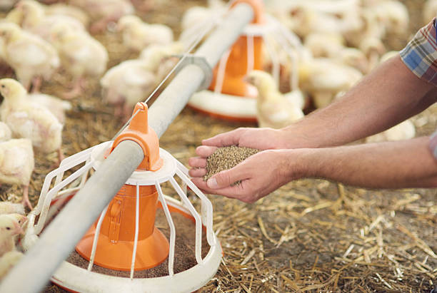 ajout de pâturage à la mangeoire - volaille domestique photos et images de collection