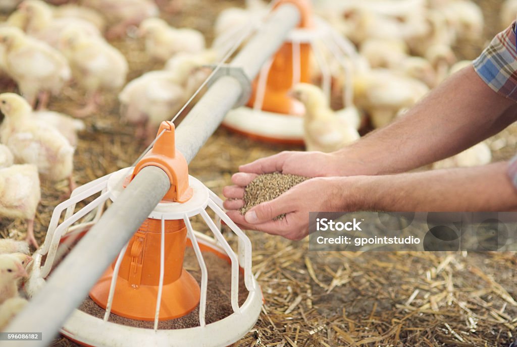 Adding some pasture to the feeder Feeding Stock Photo