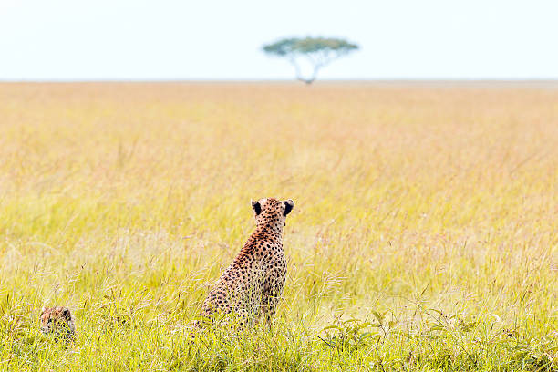 istock Mother Cheetah and its baby 596086288