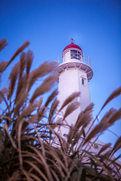 istock Reeds and light house in busan 596086722