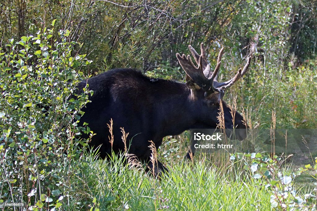 Adult Bull moose with velvet antlers in the brush Adult Bull moose with shedding velvet antlers in the brush in the Central Rocky Mountains between Jackson Hole and Wilson Wyoming USA Wilson - Wyoming Stock Photo