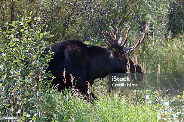 Adult Bull Moose With Velvet Antlers In The Brush Stock Photo - Download Image Now - Wilson - Wyoming, Wyoming, Antler