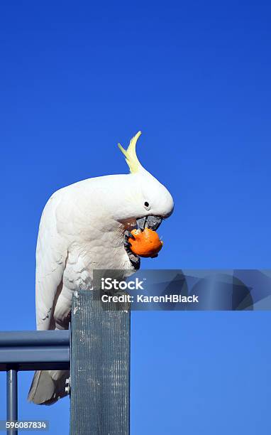 Australian Sulfur Crested Cockatoo Eating Fruit Stock Photo - Download Image Now - Animal, Animal Wildlife, Animal's Crest