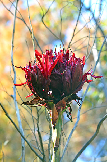 большая цветочная голова gymea lily (doryanthes excelsa) - australian culture flower indigenous culture plant стоковые фото и изображения