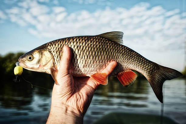 chub en la mano del pescador disparó contra el cielo azul, toneado - retro fish day sunset sunlight fotografías e imágenes de stock