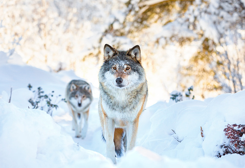 Wolf pack standing in the woods a cold winter day. Snow on the ground and on the trees.