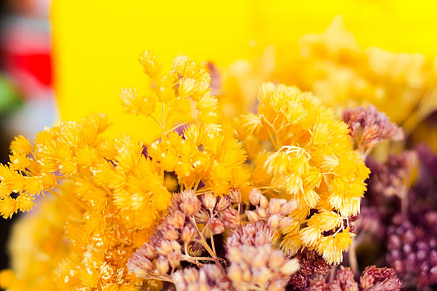 istock dry grass flower background,selected focus 596091138