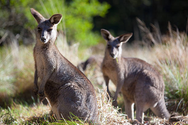 istock Eastern grey kangaroo in the Blue Mountains of Australia 596091300