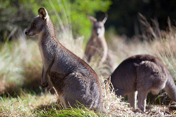 istock Eastern grey kangaroo in the Blue Mountains of Australia 596091304