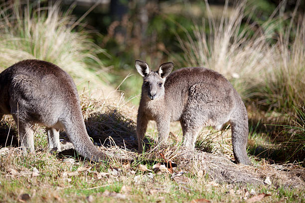 istock Eastern grey kangaroo in the Blue Mountains of Australia 596091308
