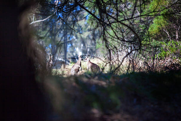 istock Eastern grey kangaroo in the Blue Mountains of Australia 596091310