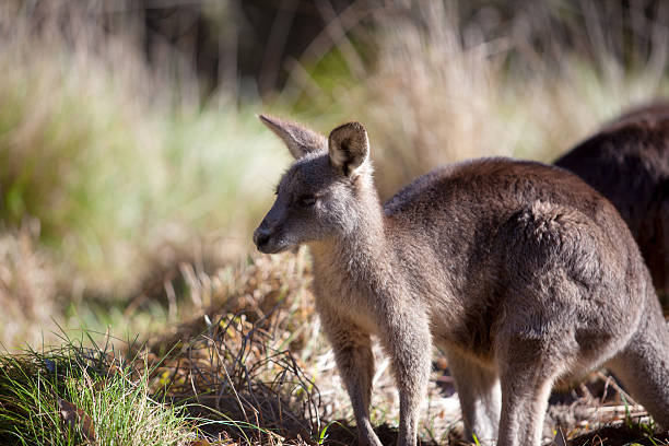 istock Eastern grey kangaroo in the Blue Mountains of Australia 596091326